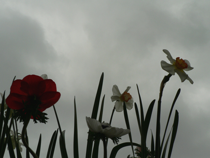 gris