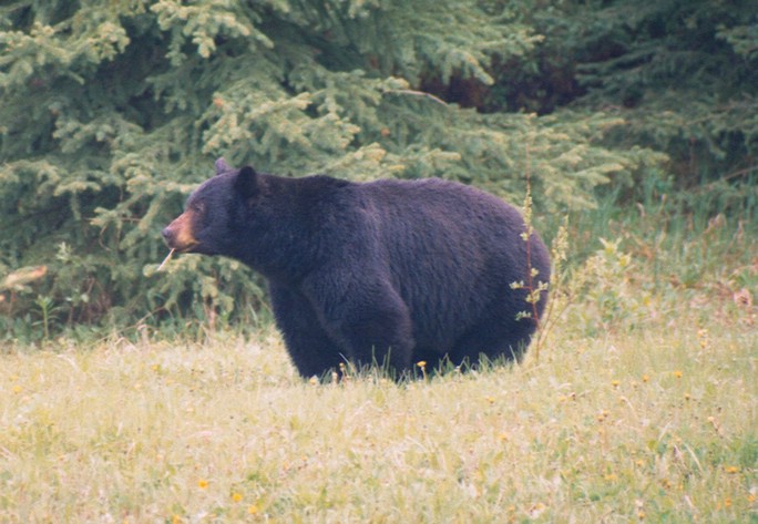 ours